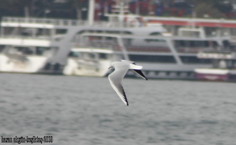 Black-headed Gull