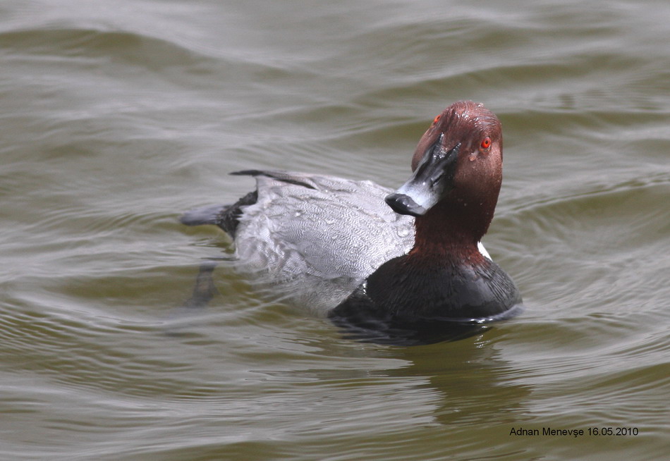 Common Pochard
