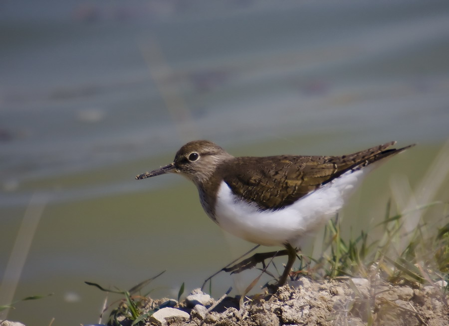 Common Sandpiper