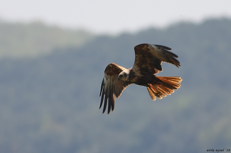 Western Marsh Harrier
