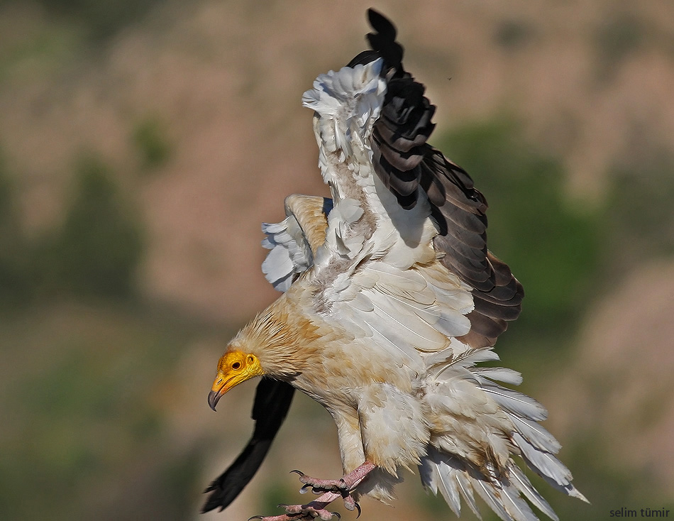 Egyptian Vulture