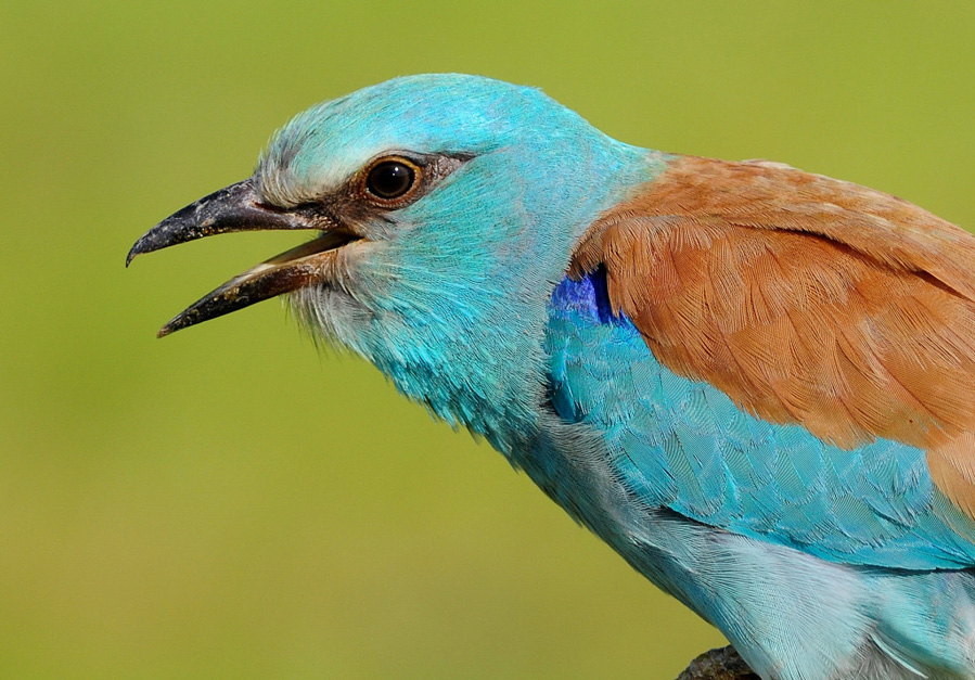 European Roller