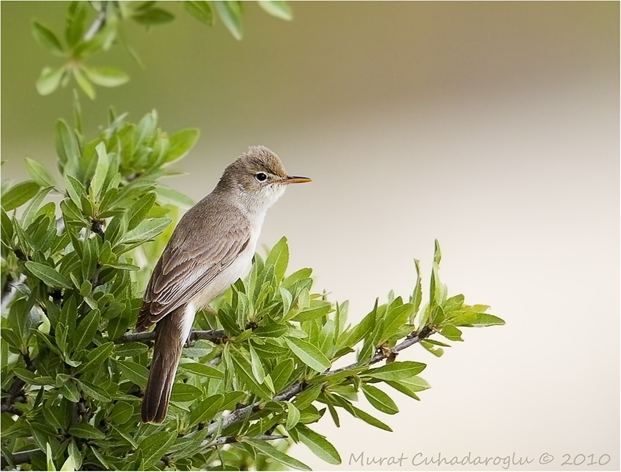 Upcher`s Warbler