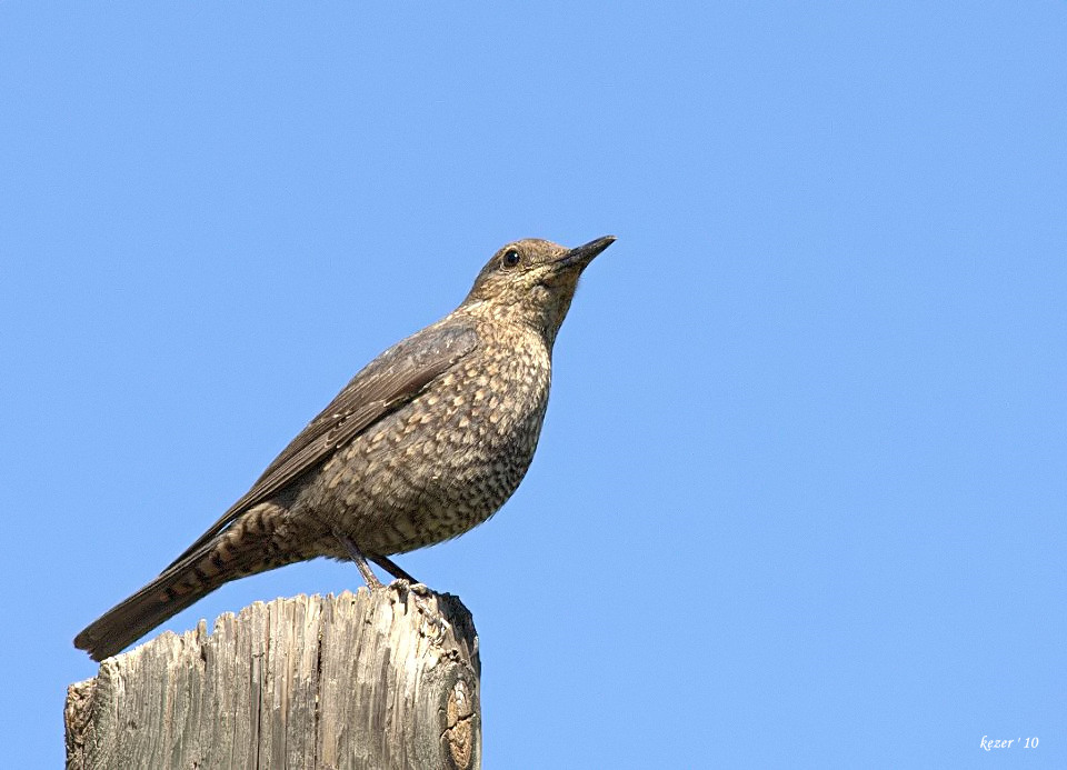 Blue Rock Thrush
