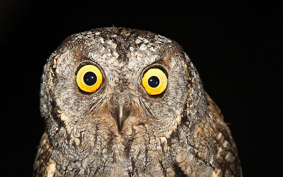 Eurasian Scops Owl