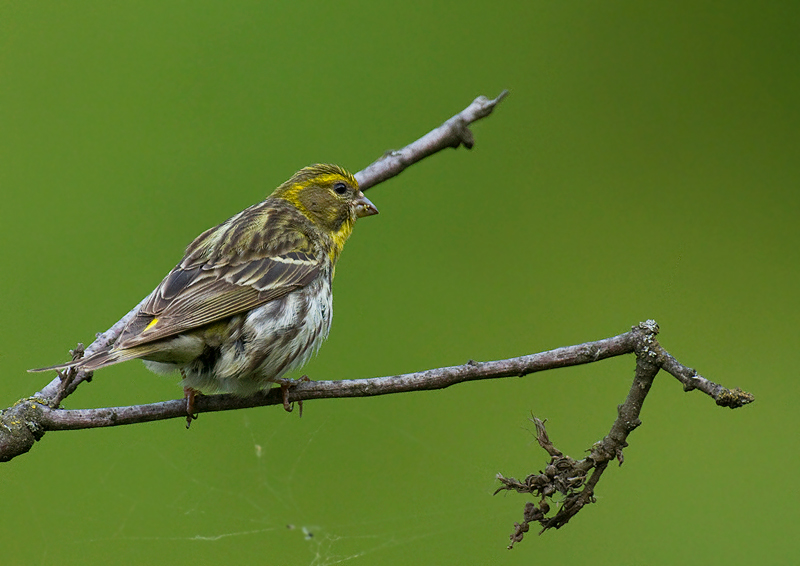 European Serin