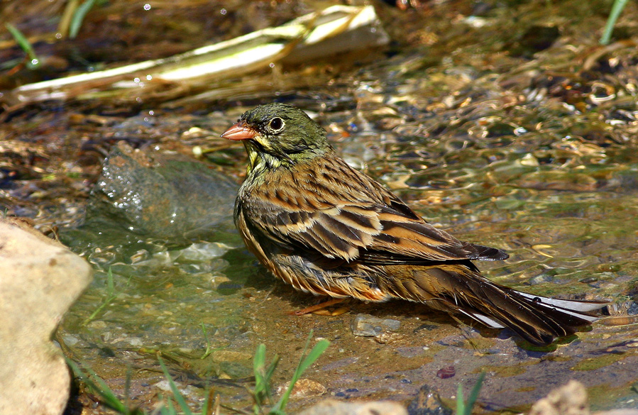 Ortolan Bunting