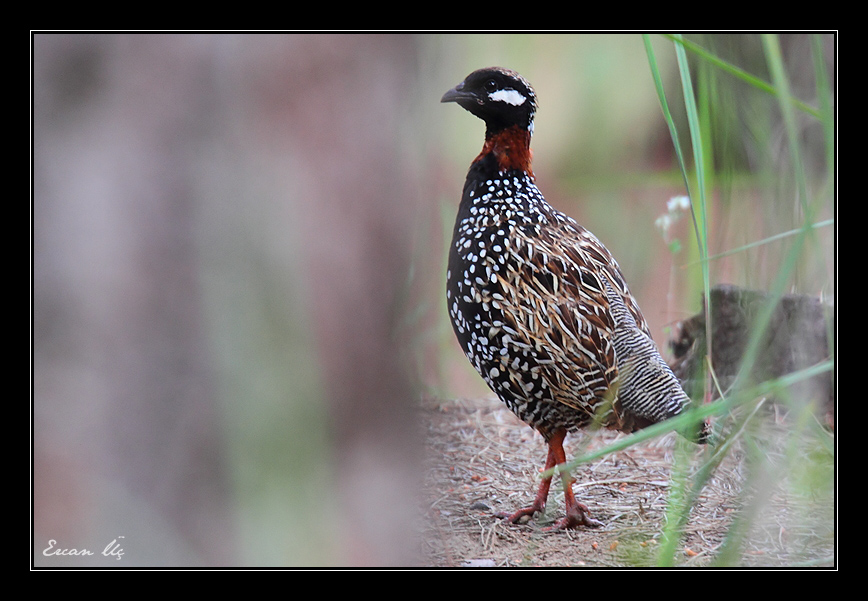 Black Francolin