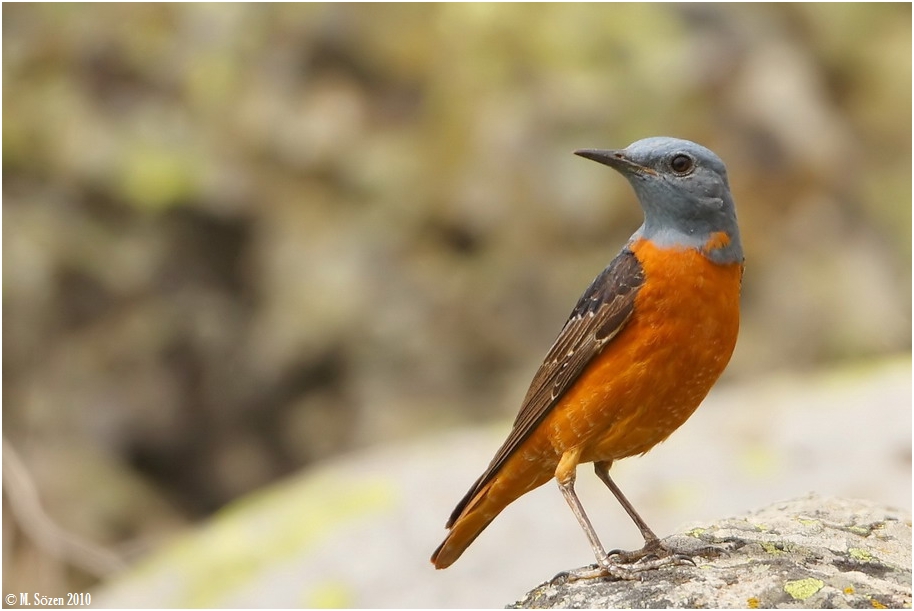 Common Rock Thrush