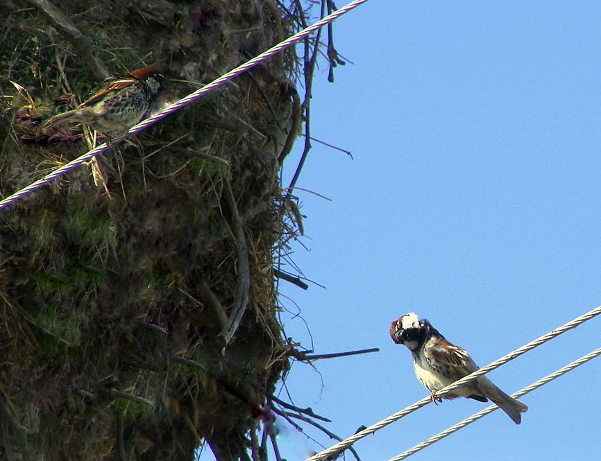 Spanish Sparrow