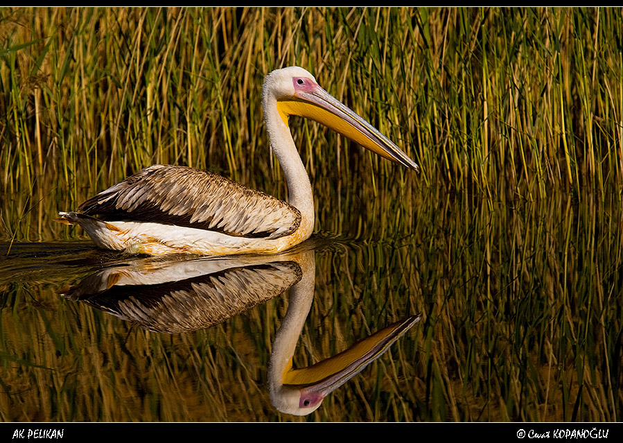 Great White Pelican