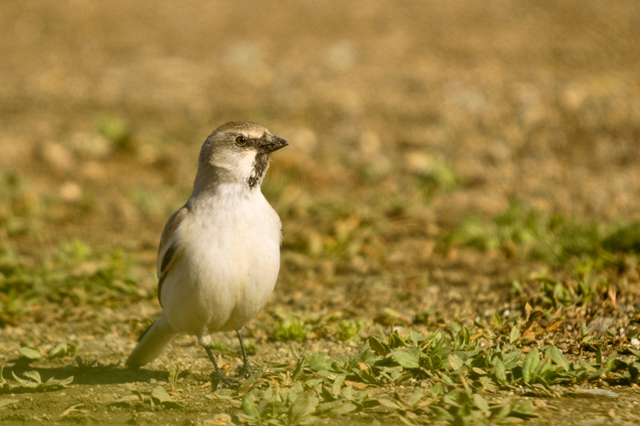 White-winged Snowfinch