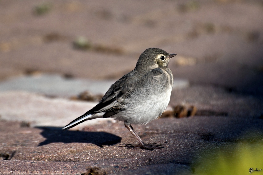 White Wagtail