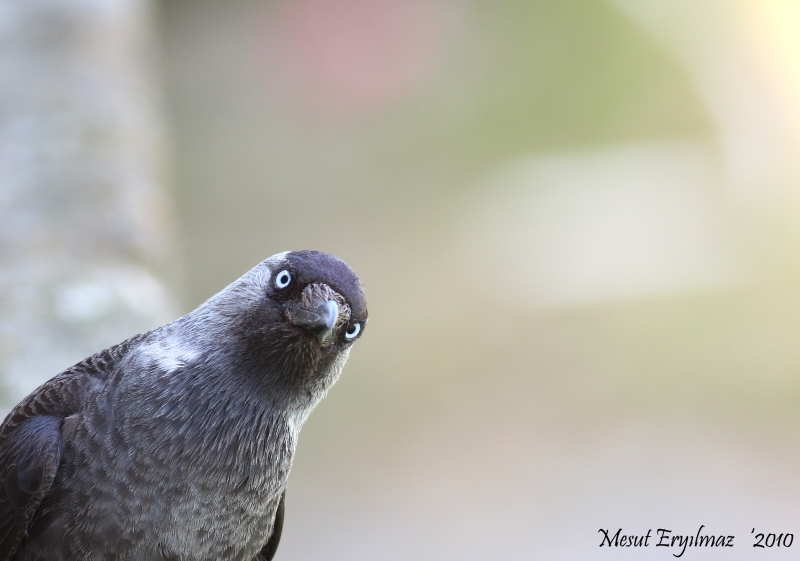 Western Jackdaw