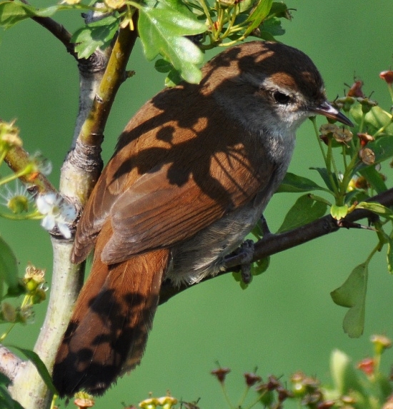 Cetti`s Warbler