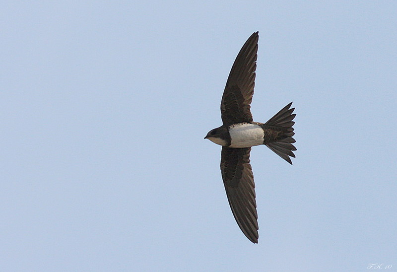 Alpine Swift