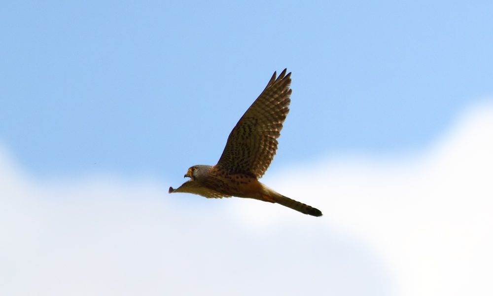 Common Kestrel