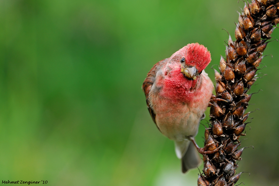Common Rosefinch