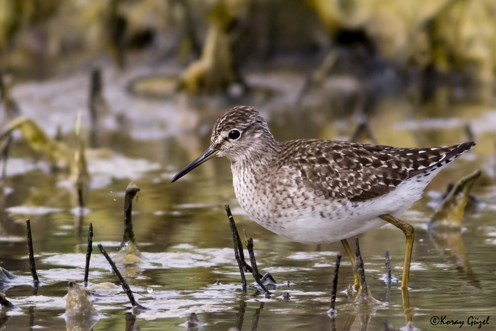 Wood Sandpiper
