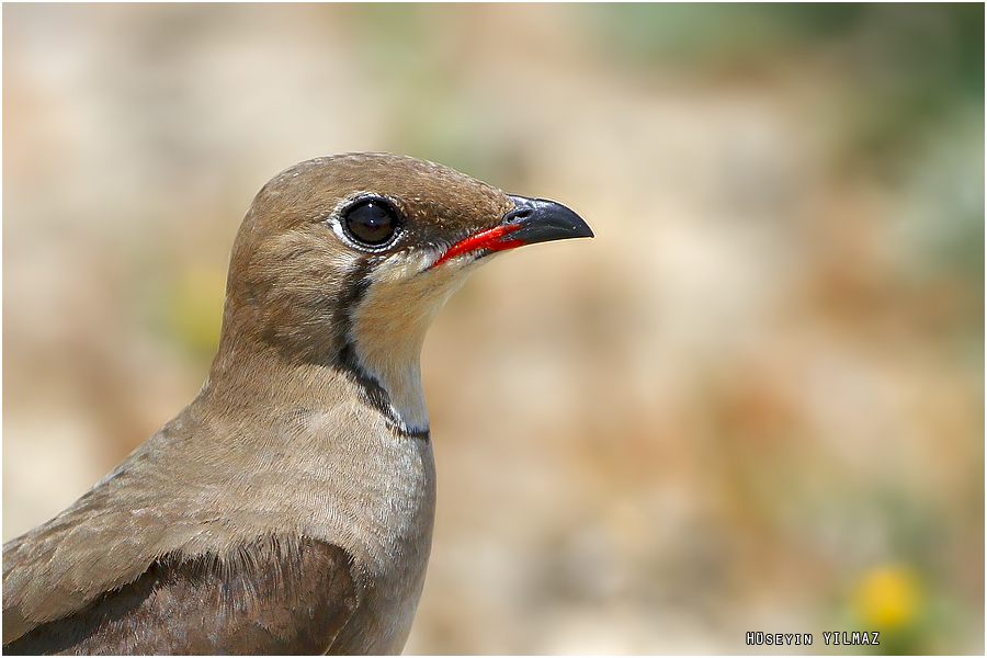 Collared Pratincole