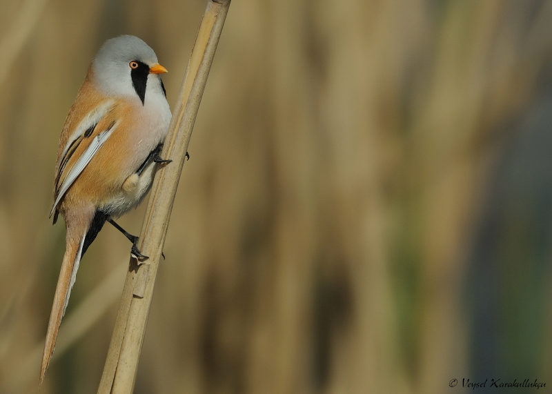 Bearded Reedling