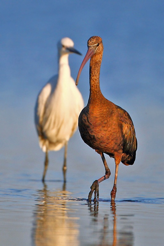 Glossy Ibis