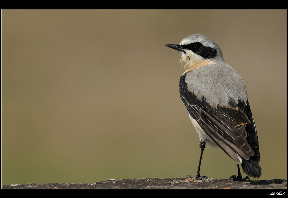 Northern Wheatear