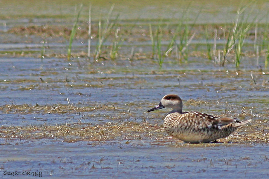 Marbled Duck