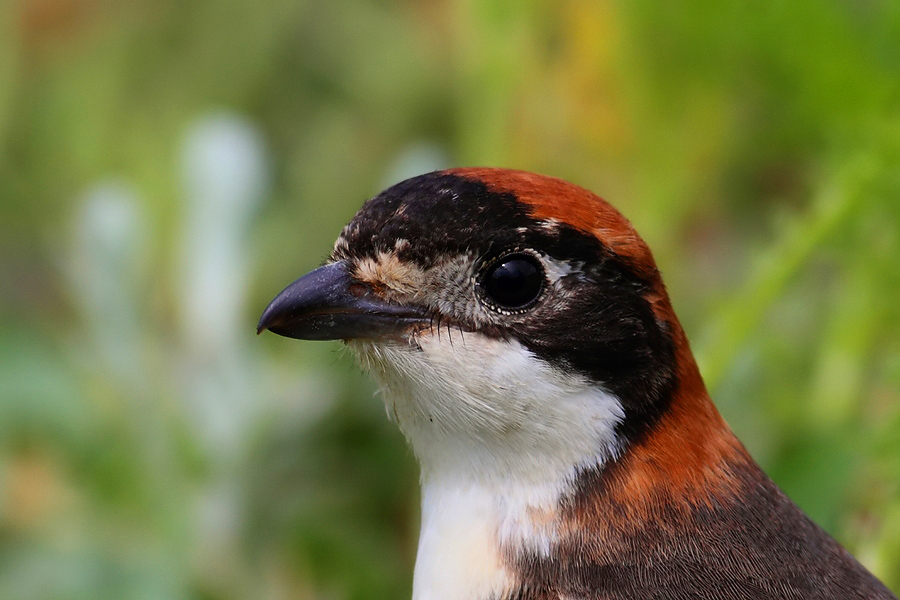 Woodchat Shrike