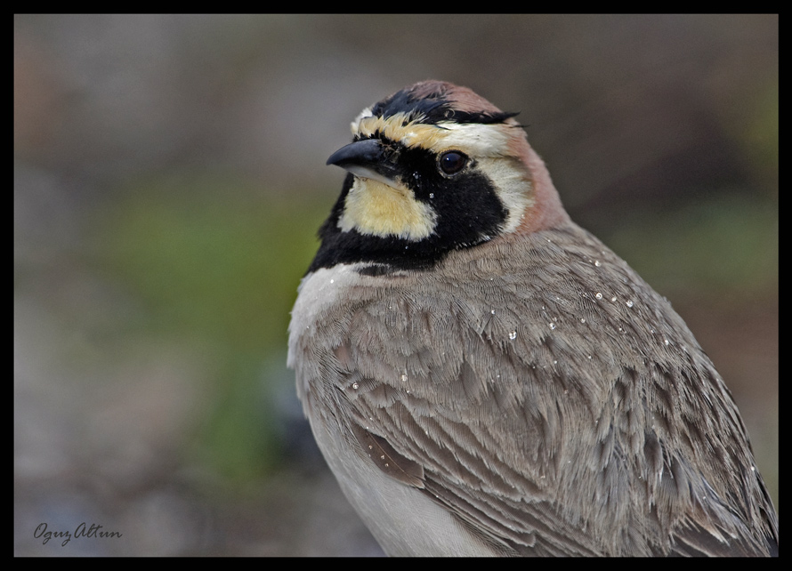 Horned Lark