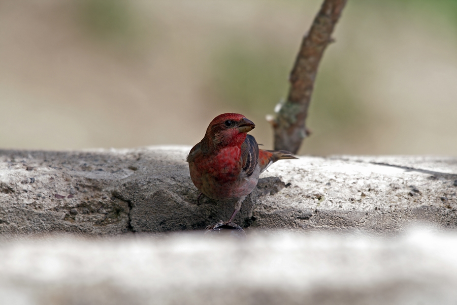 Common Rosefinch