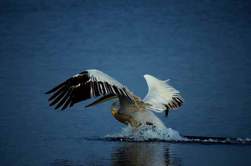 Great White Pelican