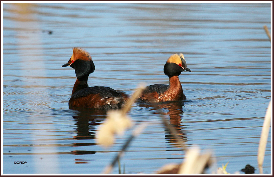 Horned Grebe
