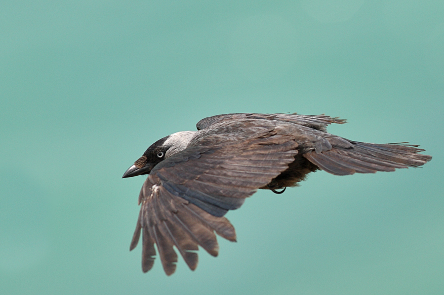 Western Jackdaw
