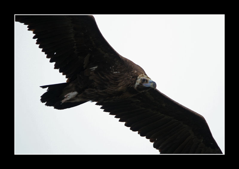 Cinereous Vulture
