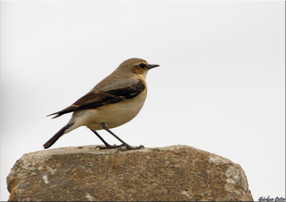 Northern Wheatear