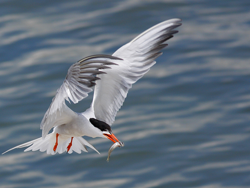 Common Tern