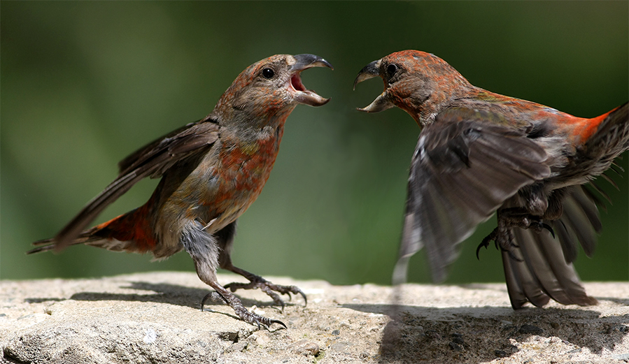 Red Crossbill