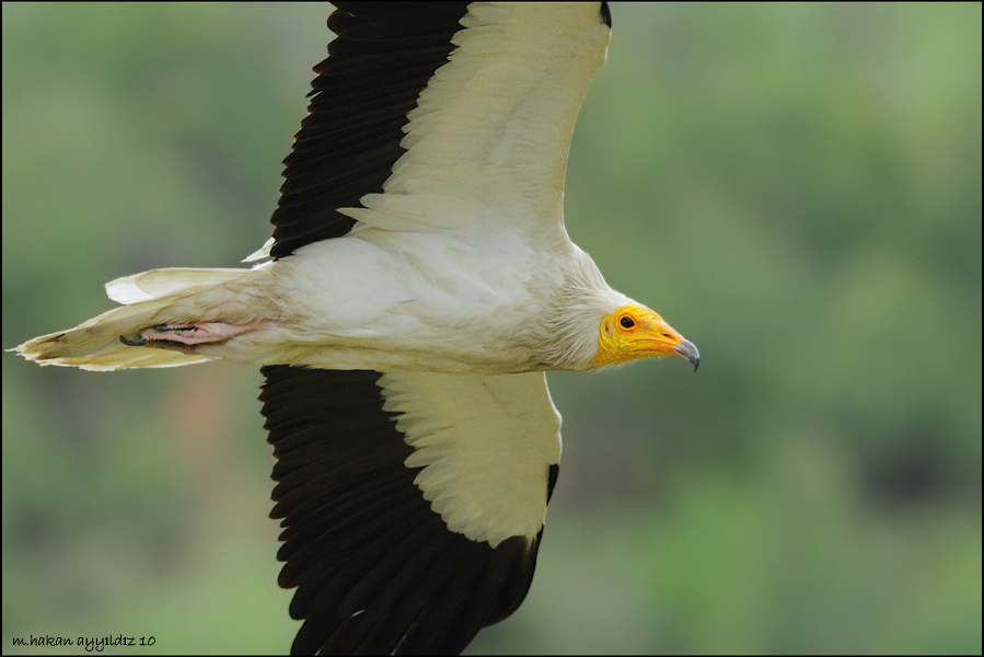Egyptian Vulture