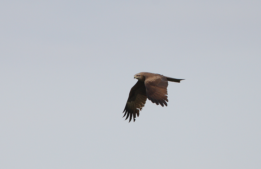 Black Kite
