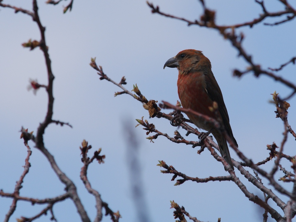 Red Crossbill
