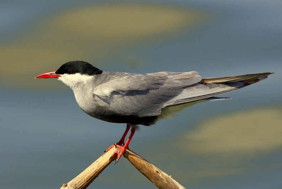 Whiskered Tern