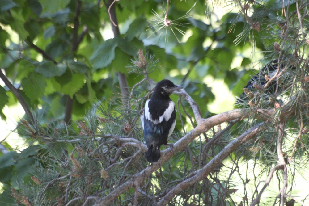 Eurasian Magpie