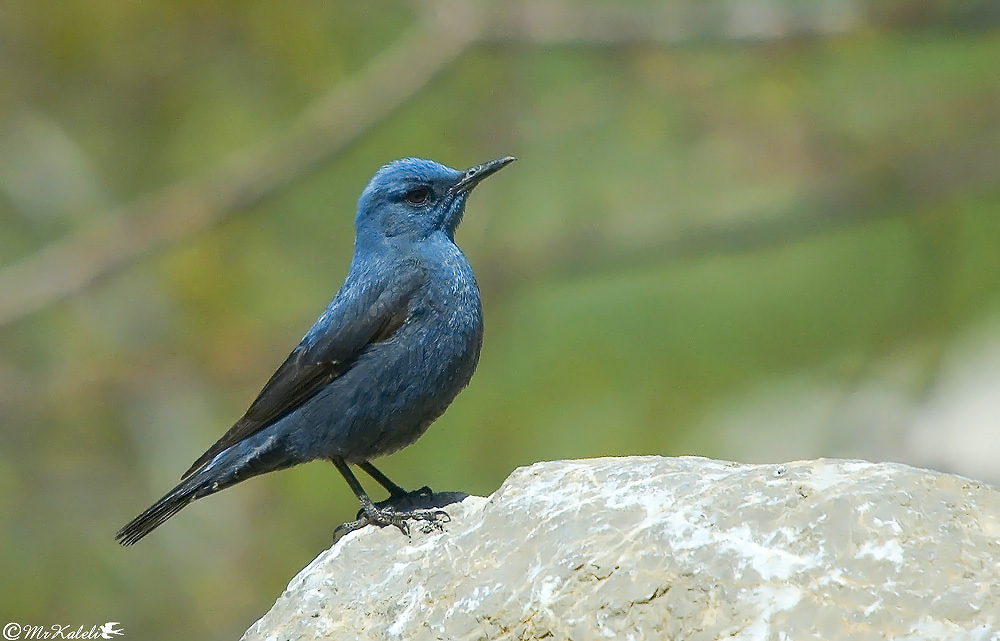 Blue Rock Thrush