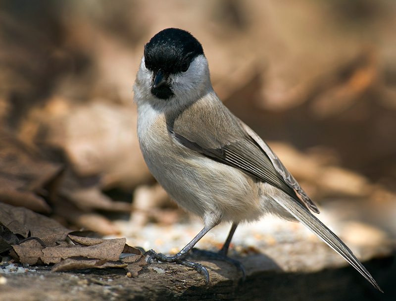 Marsh Tit