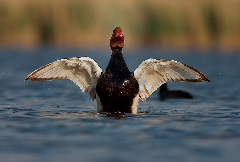 Red-crested Pochard