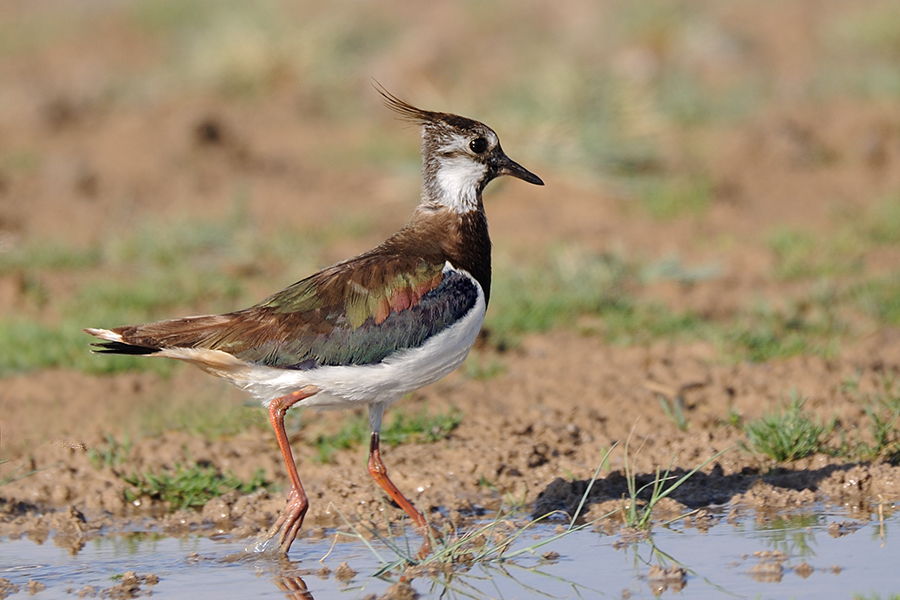 Northern Lapwing