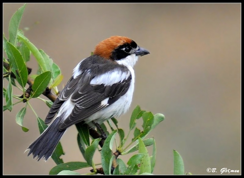 Woodchat Shrike