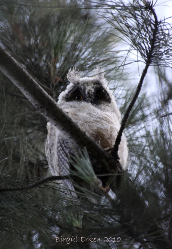 Long-eared Owl