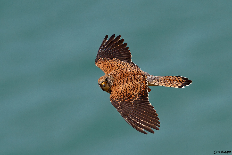 Common Kestrel
